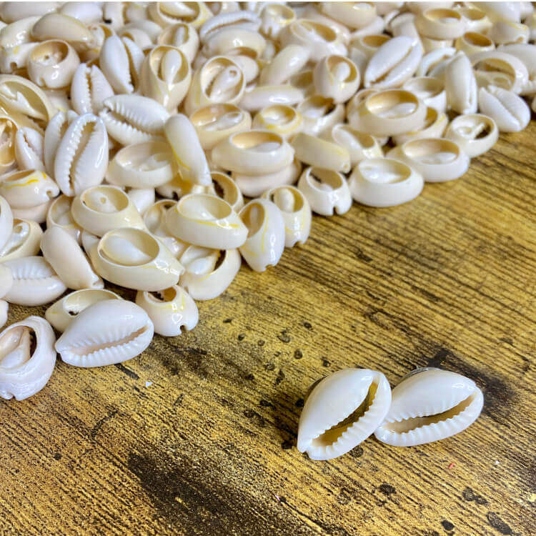 Cowrie Shell Stud Earrings